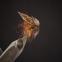 images/fluebindere/enrico_fantasia/PHOTO 10 GPM.jpg